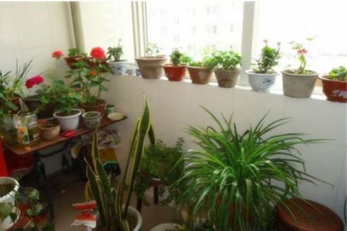 家里的花花草草