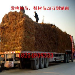 花椒树苗适合种在哪里？是山地、平原还是丘陵