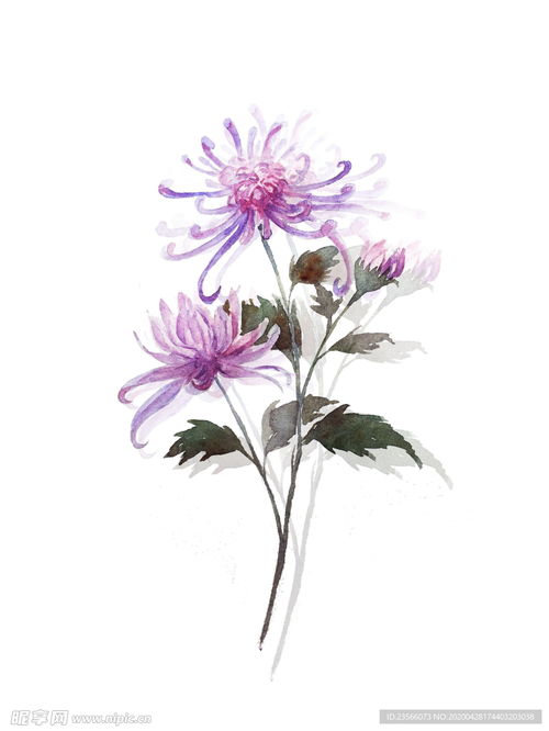 植物花卉图片大全？这些图美得如画