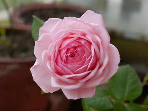 月季秋季养护攻略，让你的月季开爆盆！