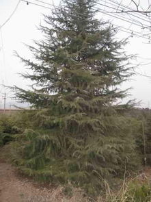 未年雪松行情展望：稳步上升的绿色希望