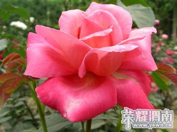 嫁接月季，套袋后的秘密积水，该怎么办呢？