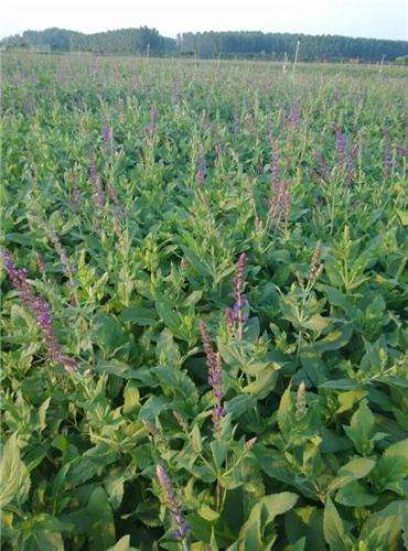 花卉小白的困惑：宿根花卉和一二年生花卉是啥子区别捏这个？