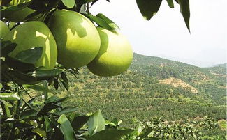 硬核数据来一波！新疆与福建漳州气候大对比