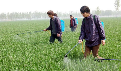 降雨天气，药害风险