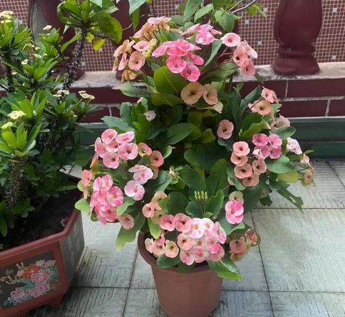 十月份适合种植哪些花卉？请推荐一些十月份开的花种