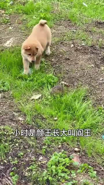 别被名字忽悠， 实用才是王道