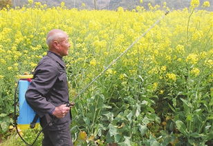 三环唑，油菜田的“神秘药”？