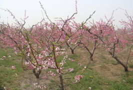 桃花盛开的景象
