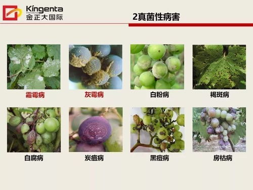 葡萄主要病虫害防治方法与技术措施有哪些具体操作步骤