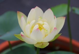 玉美人花，花瓣洁白如玉