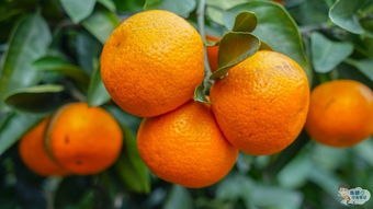 蜜橘：江南桔乡的佳品