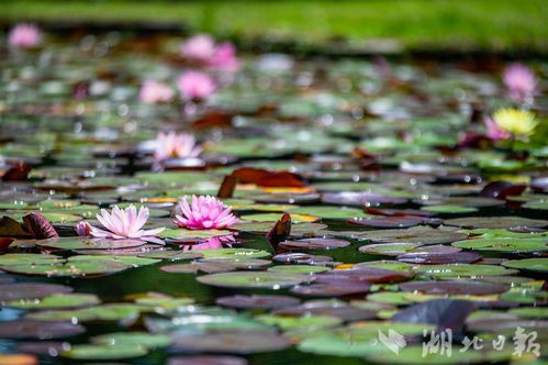 睡莲揭秘：单子叶植物界的璀璨明珠！