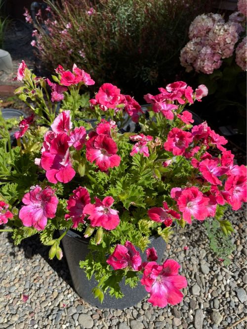 夏日围墙花之——蜀葵