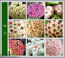 江苏种植的花卉之广泛