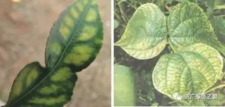 植物叶子为什么会蔫？水分流失导致细胞失水