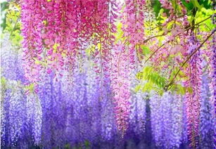 保护根， 彳艮重要