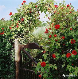 月季花传播大揭秘之嫁接法