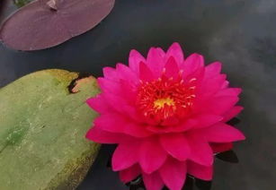 冬天睡莲叶子会全bu枯萎吗？