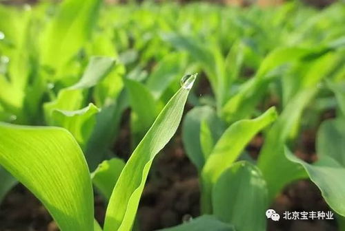 草种发芽的秘密，三天内发芽的奇迹！