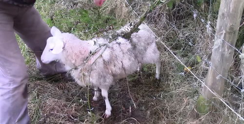 地毯型护卫：狗牙根与结缕草