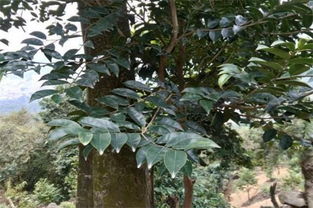 沉香树种植前景广阔，那么在哪些地区适合种植沉香树
