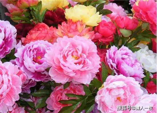 牡丹花来历之谜，究竟与武则天有关吗