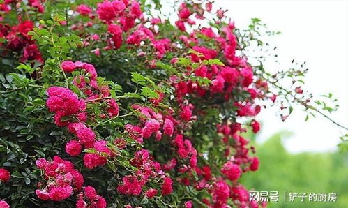 美人娇花，谁家栽培