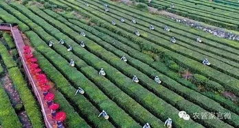 薏米种植实例：李姐合作社亩收益暴涨至6800元