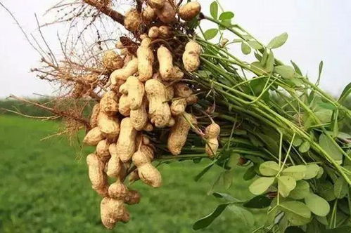 花生收获季节是何时？揭晓答案