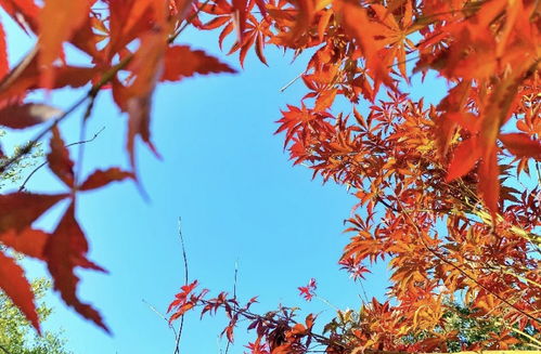 枫树在北方的冬天生存之道