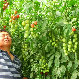 菠菜，秋天的“绿宝石”，种植技巧揭秘