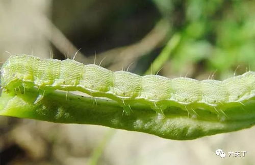 防治棉铃虫的“秘籍”：生物农药与绿色植保