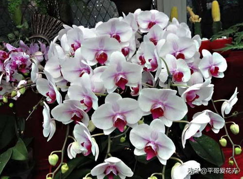 专家揭秘， 真种子什么样