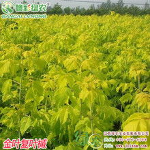 金叶复叶槭：园林中的黄金之叶，如何养护它？