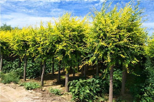 洋槐：洋槐花开了满城飘香