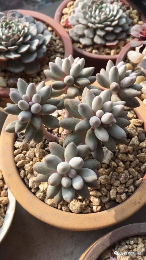 多肉芙蓉雪莲怎么养？保持充足光照
