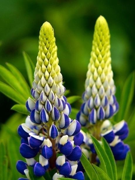 墨西哥风情花卉， 阳台上的金色瀑布