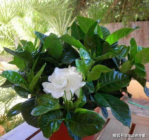 栀子花烂根，伤心啊！怎么办怎么办？