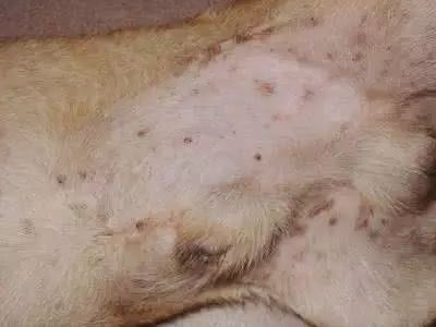 牛身上破皮长蛆和生黄病，有什么特效药推荐？
