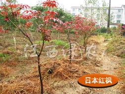 挑选优质枫树：从叶片到枝干全攻略