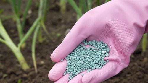 叶子发黄， 多种原因