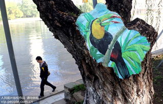 冬季补树洞的重要性