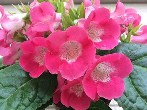元宝花养殖，如何让花朵更鲜艳