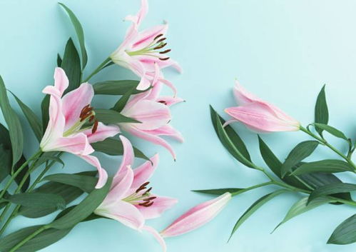 百合花适合送什么人？不同场合有不同寓意