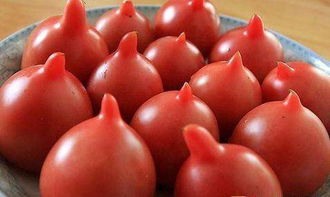 番茄一喷红，喷施浓度过高，后果真严重！