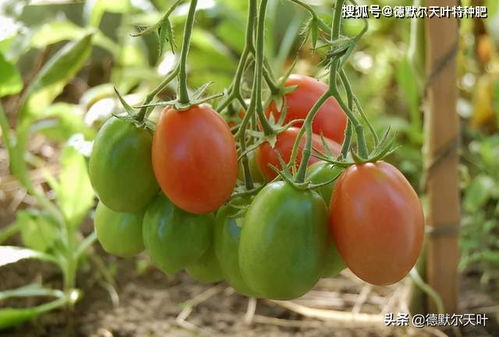 提高坐果率的秘诀