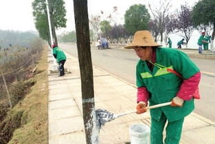 树木的“涂白”大揭秘：冬季保护树木的神奇魔法