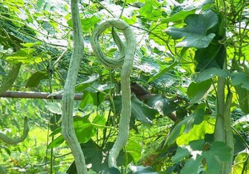 豆角白锈病：药效之争