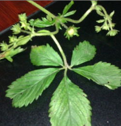 山里的东西， 三分是药七分是毒